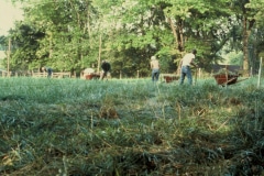 Carmel_025_1978_X_X_apprentices-working-in-the-garden_photo-courtesy-The-Chadwick-Society