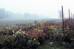 Carmel_112_3b-roduction-Garden-In-Morning-Mist