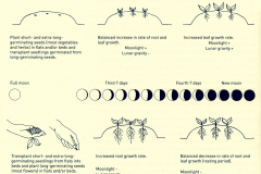 12-9-1_Moon-Cycle-Sowing-and-Transplanting-Chart_by-Ecology-Action_Charts-Drawings-Graphs