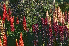 Covelo-08_The-Herbaceous-Border-Flowers_14
