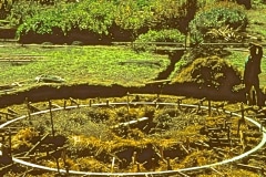 Covelo-10_The-Classic-Herb-Garden-Various_06