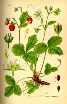 Fragaria-vesca_The-Strawberry_Botanical-Illustration