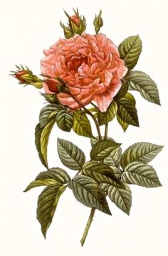 The-Rose_public-domain