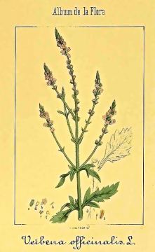 Verbena-Officinalis_Botanical-Illustration