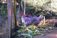 13-1970-71_X_X_The-UC-Santa-Cruz-Chadwick-Garden-Collection_Chickens